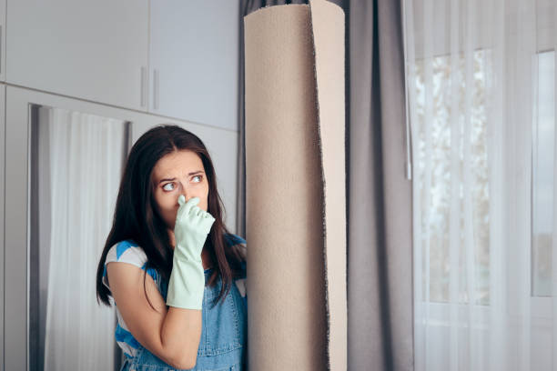 Trusted Glendale, CO Mold Removal Experts